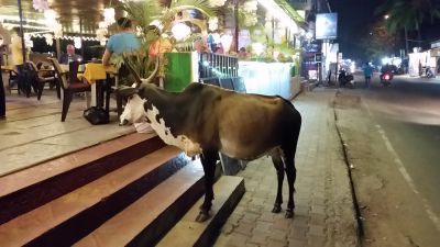 2018 Goa, Indien
Evening walk
