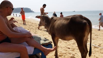 2018 Goa, Indien
Cow on the beach
