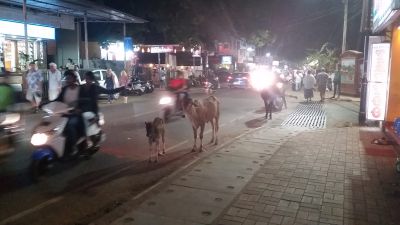 2018 Goa, Indien
City Light
