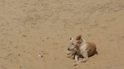 2018 Goa, Indien
on the beach
